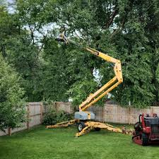 Trusted Ironton, MO Tree Services Experts