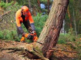 Best Fruit Tree Pruning  in Ironton, MO