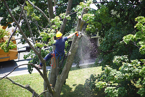 Best Stump Grinding and Removal  in Ironton, MO