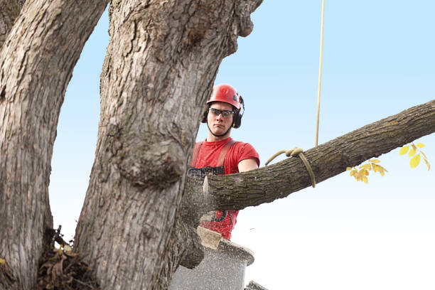 Best Tree and Shrub Care  in Ironton, MO